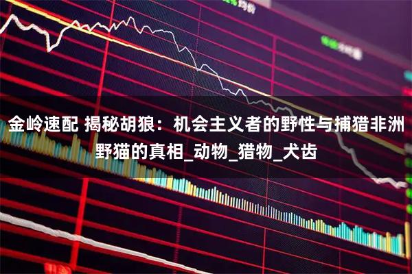 金岭速配 揭秘胡狼：机会主义者的野性与捕猎非洲野猫的真相_动物_猎物_犬齿