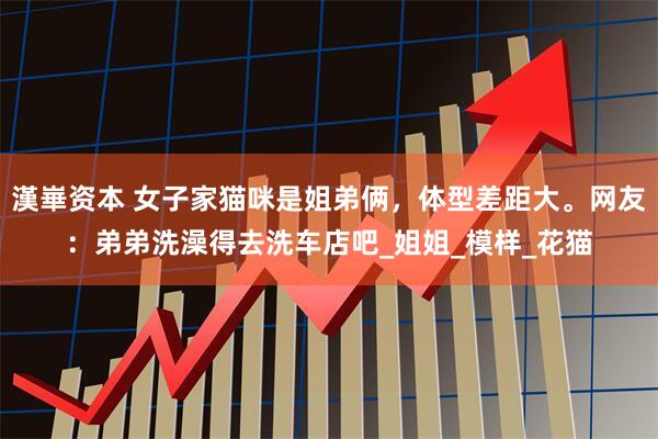 漢崋资本 女子家猫咪是姐弟俩，体型差距大。网友：弟弟洗澡得去洗车店吧_姐姐_模样_花猫